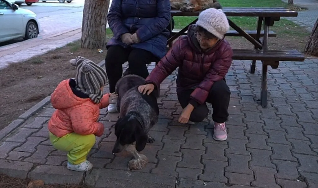 Atakum'da Agresif Hayvanları Barınağa Götürülüyor!
