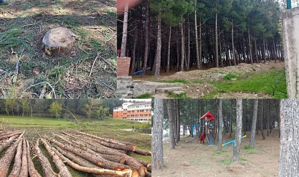 Alaçam Belediyesinden Ağaç Kesim İddialarına Cevap