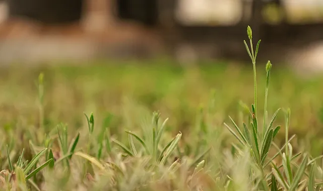 İlkadım'da Aromatik Bitkiler Yaygınlaşıyor