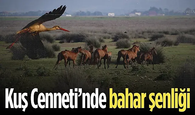 Kızılırmak Deltası Kuş Cenneti?nde Bahar Coşkusu: Flamingolardan Görsel Şölen