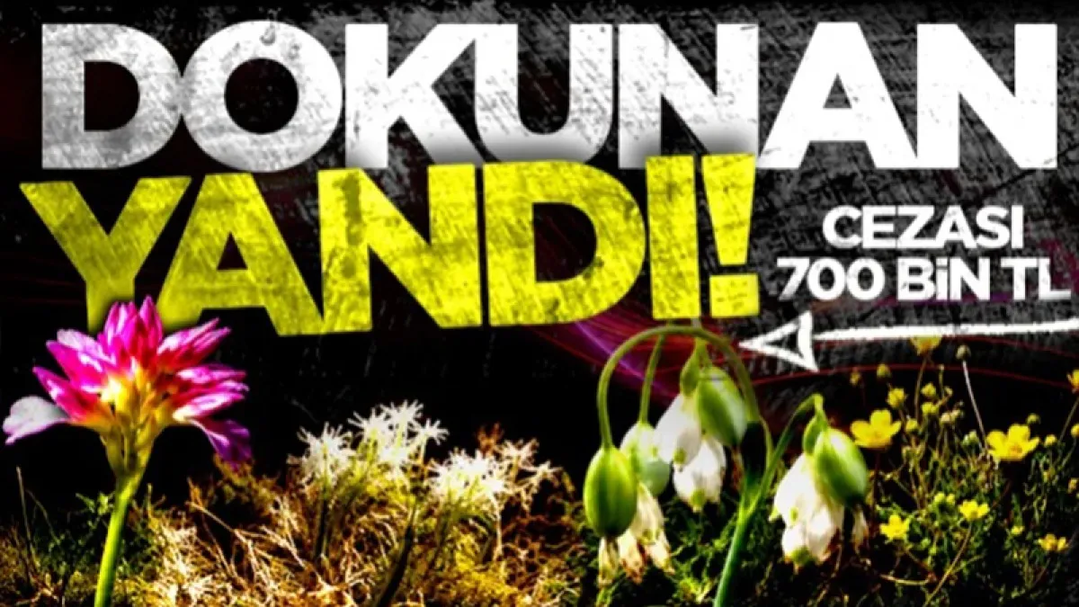 Samsun'da bu bitki ve hayvanlara dokunmanın cezası servet değerinde